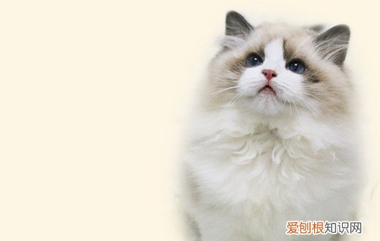 猫消化不良怎么办解决方法，猫咪消化不良怎么办