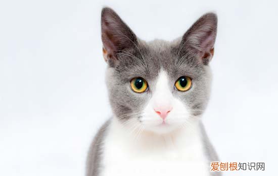 猫只有一个蛋蛋怎么回事，猫只有一个蛋蛋正常吗