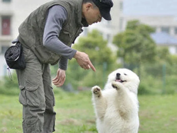 北京宠物培训学校排行，北京宠物训练学校