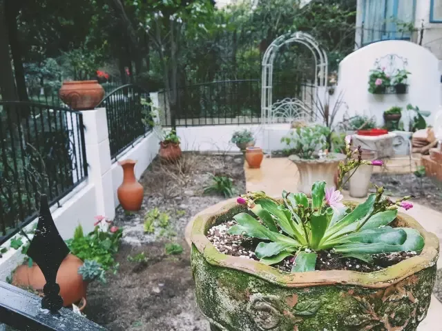 春天来了,小草发芽了,野花开，百草回芽春暖花开，种花指南来啦