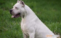 怎么分辨杜高犬纯不纯 杜高犬纯不纯从哪里看