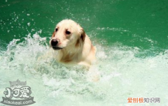 如何教狗狗游泳，主人要有耐心哦，狗狗游泳姿势