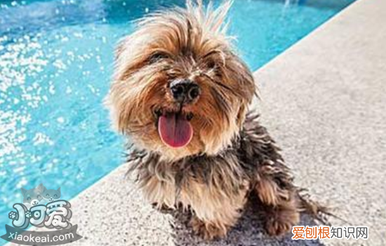 狗狗游泳需要注意哪些问题，这些问题不可忽视，狗狗游泳需要注意什么