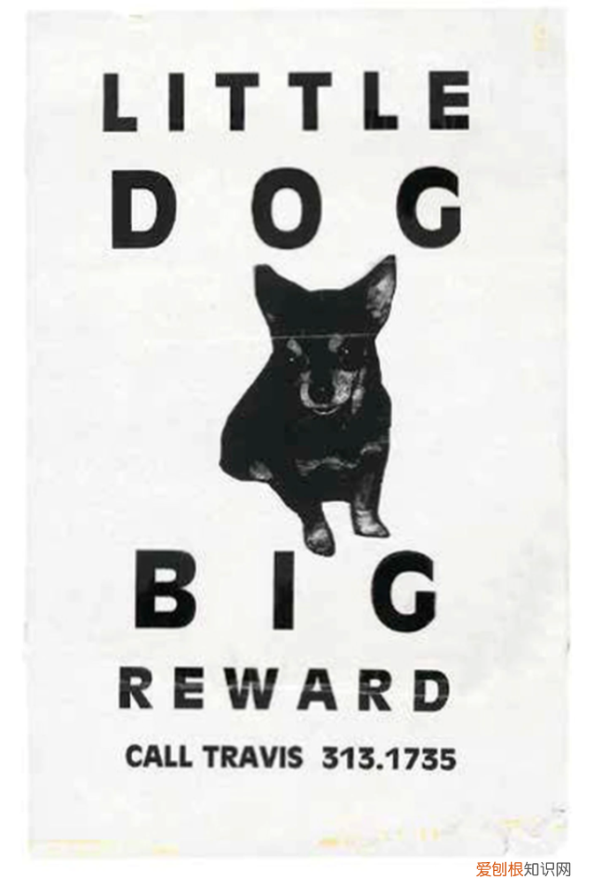 动物世界的海报，寻宠物启示被设计成超赞的海报？果然高手在人间&#8230;