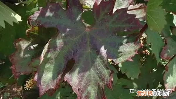 8 花卉常见的施肥方法，【养花必看】园艺小知识——磷肥