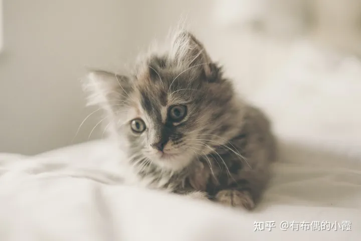 猫流脓鼻涕一定是猫鼻支吗，猫咪流鼻涕是什么原因？小心是猫鼻支！