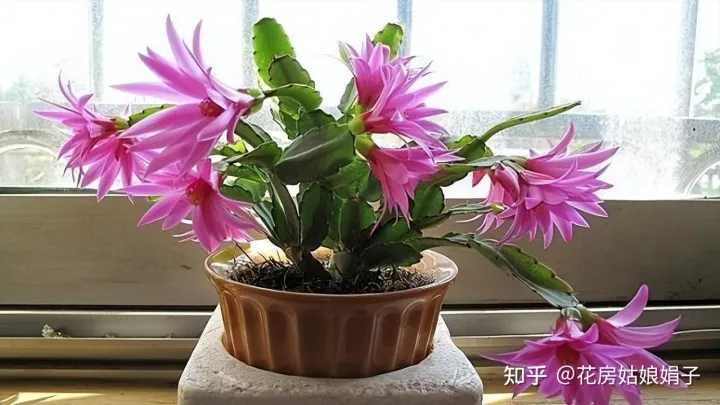 双十一种草推荐，双11值得买的花草清单，这18种花不错，都是值得入手的“吉祥花”