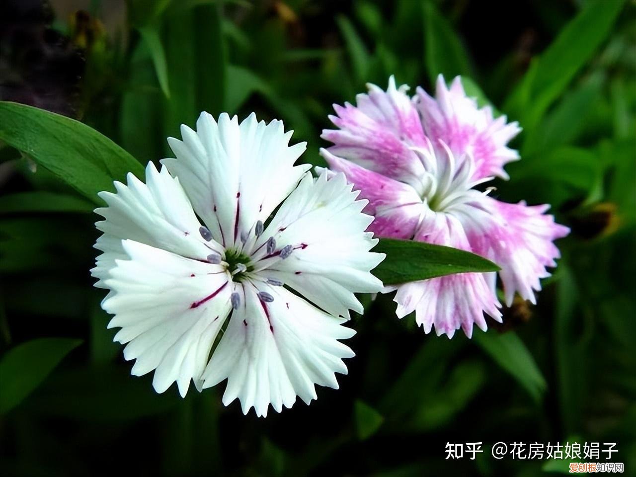 双十一种草推荐，双11值得买的花草清单，这18种花不错，都是值得入手的“吉祥花”