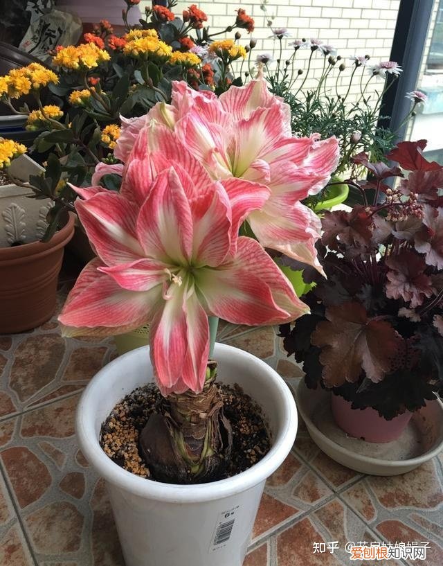 双十一种草推荐，双11值得买的花草清单，这18种花不错，都是值得入手的“吉祥花”