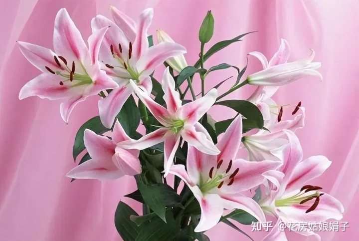 双十一种草推荐，双11值得买的花草清单，这18种花不错，都是值得入手的“吉祥花”