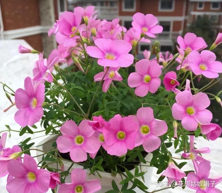 双十一种草推荐，双11值得买的花草清单，这18种花不错，都是值得入手的“吉祥花”