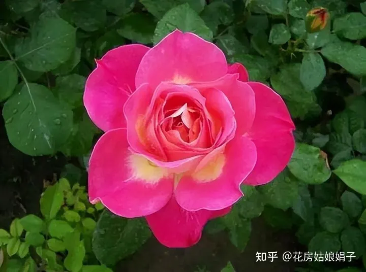 双十一种草推荐，双11值得买的花草清单，这18种花不错，都是值得入手的“吉祥花”