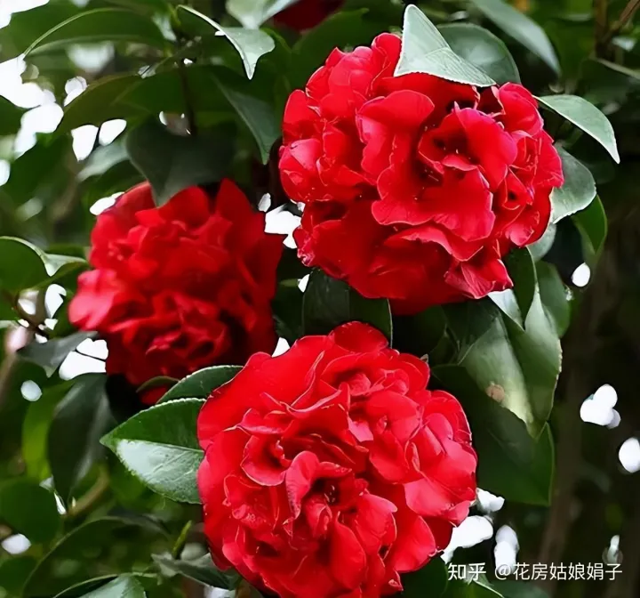 双十一种草推荐，双11值得买的花草清单，这18种花不错，都是值得入手的“吉祥花”