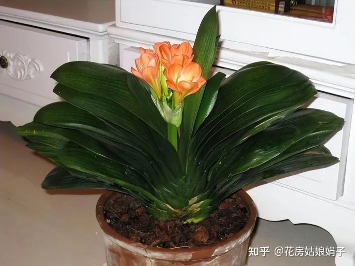 双十一种草推荐，双11值得买的花草清单，这18种花不错，都是值得入手的“吉祥花”