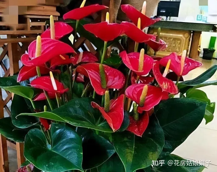 双十一种草推荐，双11值得买的花草清单，这18种花不错，都是值得入手的“吉祥花”