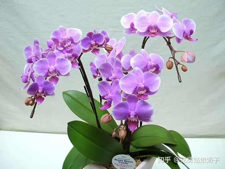 双十一种草推荐，双11值得买的花草清单，这18种花不错，都是值得入手的“吉祥花”