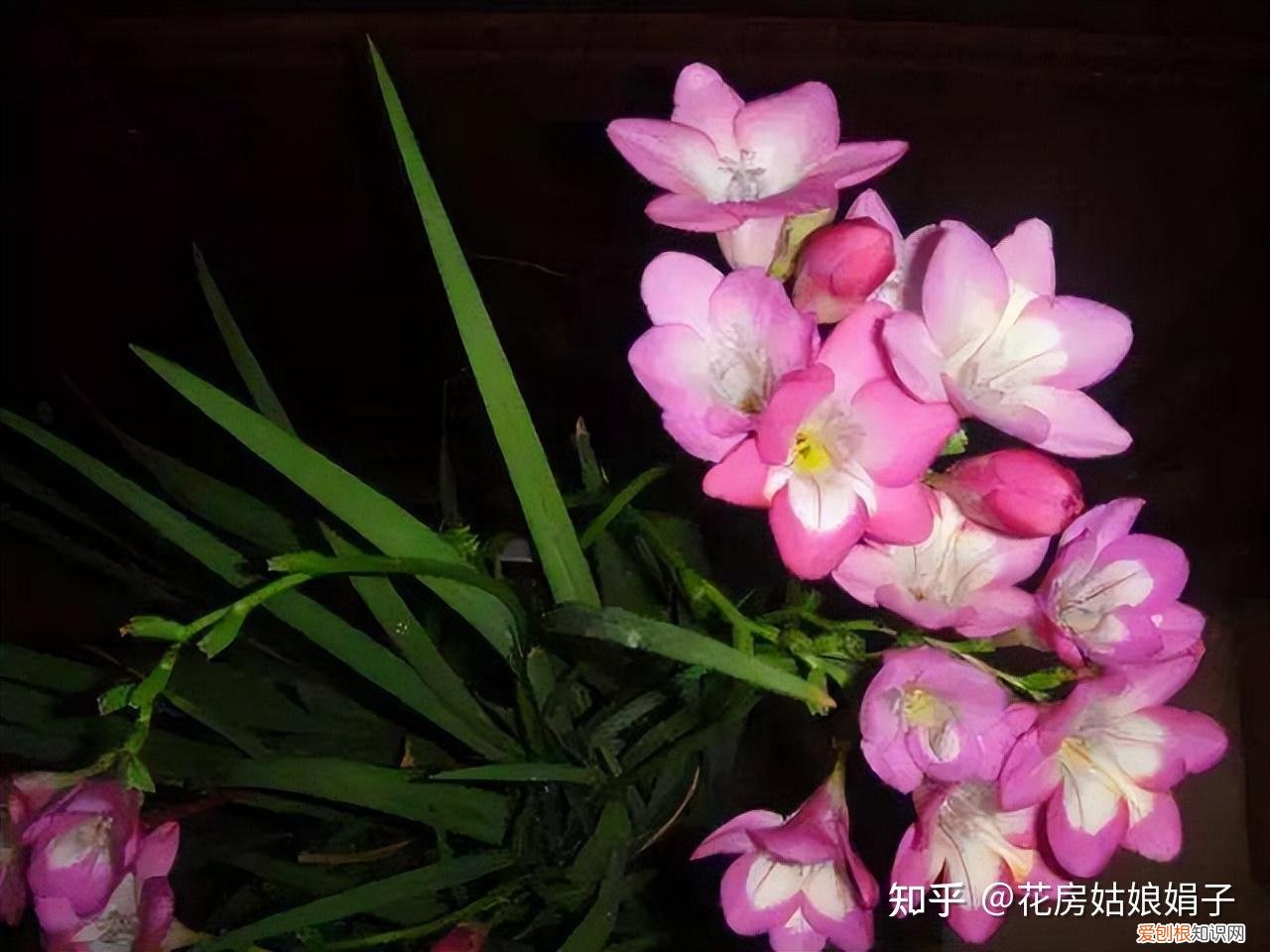 双十一种草推荐，双11值得买的花草清单，这18种花不错，都是值得入手的“吉祥花”