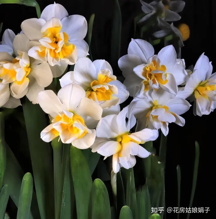 双十一种草推荐，双11值得买的花草清单，这18种花不错，都是值得入手的“吉祥花”