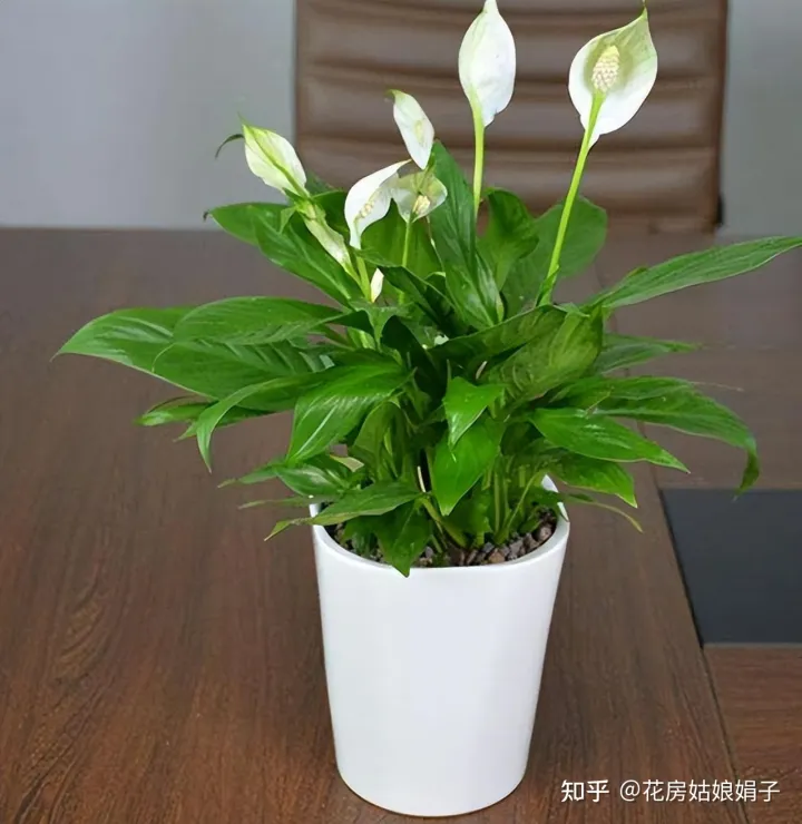 双十一种草推荐，双11值得买的花草清单，这18种花不错，都是值得入手的“吉祥花”