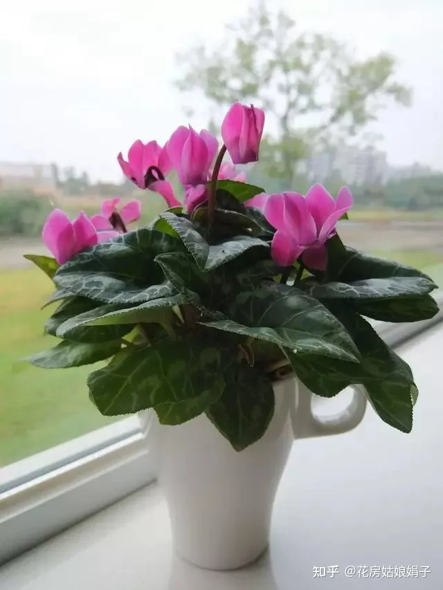 双十一种草推荐，双11值得买的花草清单，这18种花不错，都是值得入手的“吉祥花”