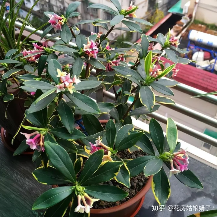 双十一种草推荐，双11值得买的花草清单，这18种花不错，都是值得入手的“吉祥花”