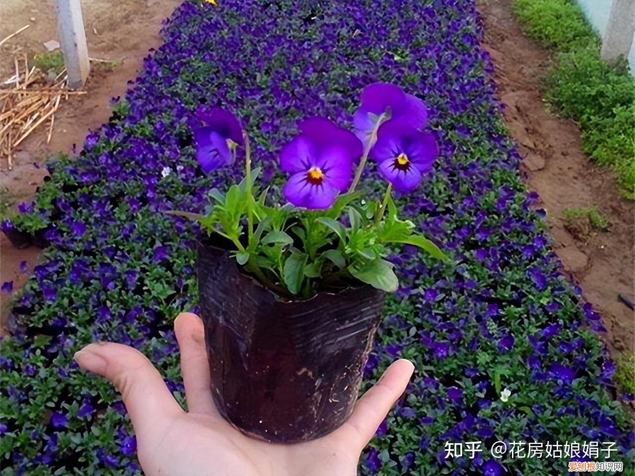 双十一种草推荐，双11值得买的花草清单，这18种花不错，都是值得入手的“吉祥花”