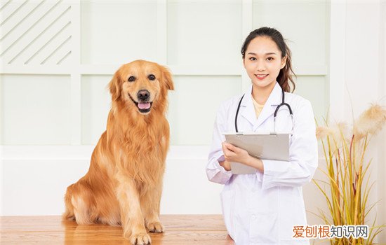 可卡犬修毛造型图片 英国可卡犬怎么修毛