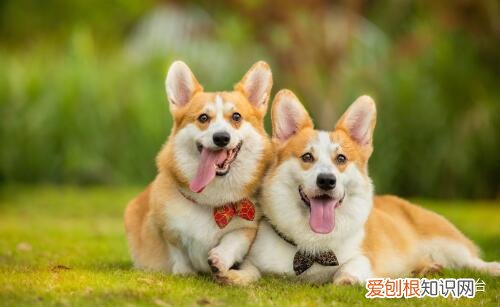 12种最适合懒人养的狗狗，十大适合家养的狗排名