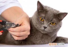 猫为什么老啃自己的脚指甲掉了怎么办，猫咪一直啃脚趾甲