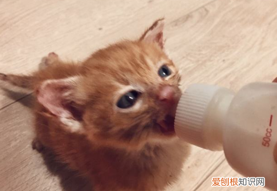 橘猫为什么会吐口水，猫为啥会吐口水