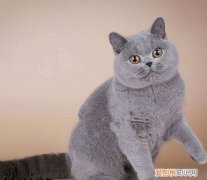 英短蓝猫为什么会吐，英短蓝猫为什么会吐毛球