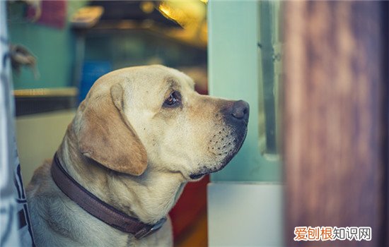 阿富汗猎犬怎么修毛的 阿富汗猎犬怎么修毛