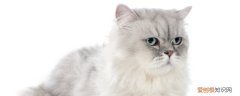 猫为什么长耳螨会传染人吗，猫的耳螨会传染给人吗?