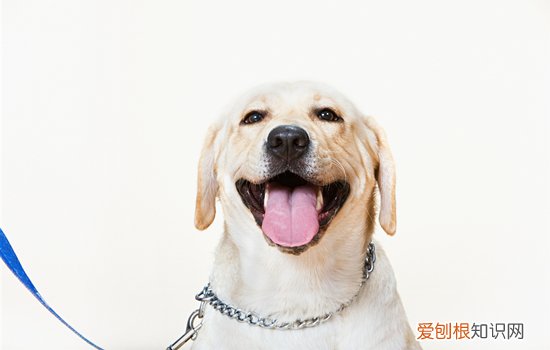 40天拉布拉多犬怎么喂养方法 40天拉布拉多幼犬喂养方法