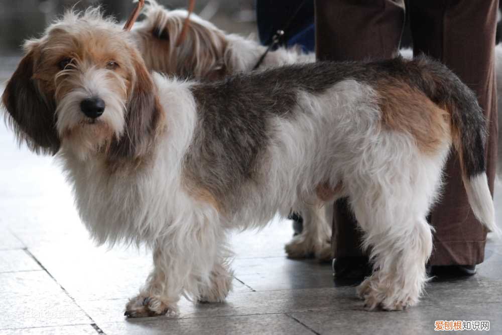 上 犬的种类 品种，宠物狗百科全书中小型犬有哪些品种？各有怎样的性格特点？