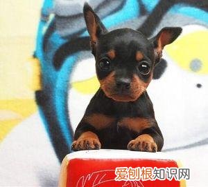 上 犬的种类 品种，宠物狗百科全书中小型犬有哪些品种？各有怎样的性格特点？