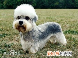 上 犬的种类 品种，宠物狗百科全书中小型犬有哪些品种？各有怎样的性格特点？