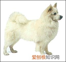 上 犬的种类 品种，宠物狗百科全书中小型犬有哪些品种？各有怎样的性格特点？