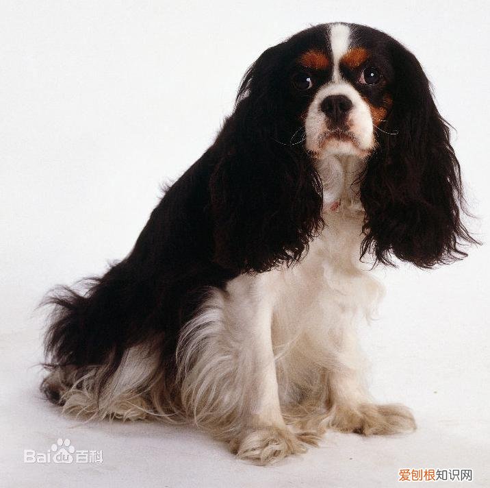 上 犬的种类 品种，宠物狗百科全书中小型犬有哪些品种？各有怎样的性格特点？