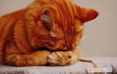 猫为什么眼泪是红色的，猫流眼泪为什么是红色的