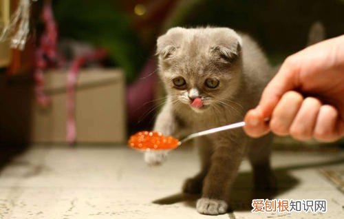 猫为什么吃生肉会吐，猫吃生肉吐了会不会死