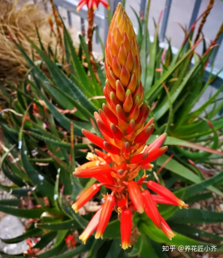 冬天芦荟怎么养最好，家里养芦荟，秋季先养胖，用点小技巧，冬季就能养开花