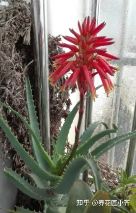 冬天芦荟怎么养最好，家里养芦荟，秋季先养胖，用点小技巧，冬季就能养开花