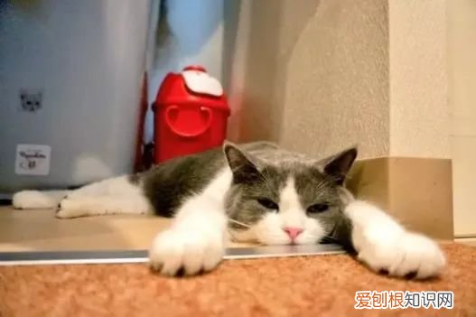 夏天热猫咪怎么办,【宠物知识科普篇】夏天这么热,怎么能帮助猫咪快速降温、解暑?哪种方式更合理呢?