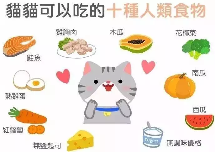 科普养猫基础知识大全，【宠物常识】养猫必备小常识