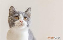 猫为什么挠痒痒舔自己，猫咪自己挠痒痒