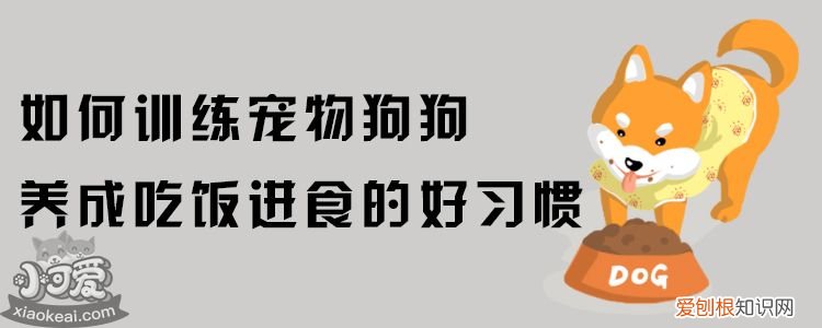 如何训练宠物狗狗养成吃饭进食的好习惯？，怎么训练狗狗定时吃饭