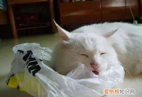 猫为什么会喜欢吃塑料袋怎么办，猫为什么总吃塑料袋