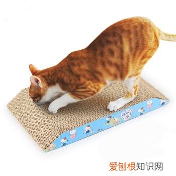 猫为什么老咬猫抓板，猫为什么爱咬猫抓板