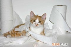 猫为什么喜欢吃餐巾纸，为什么猫喜欢玩餐巾纸